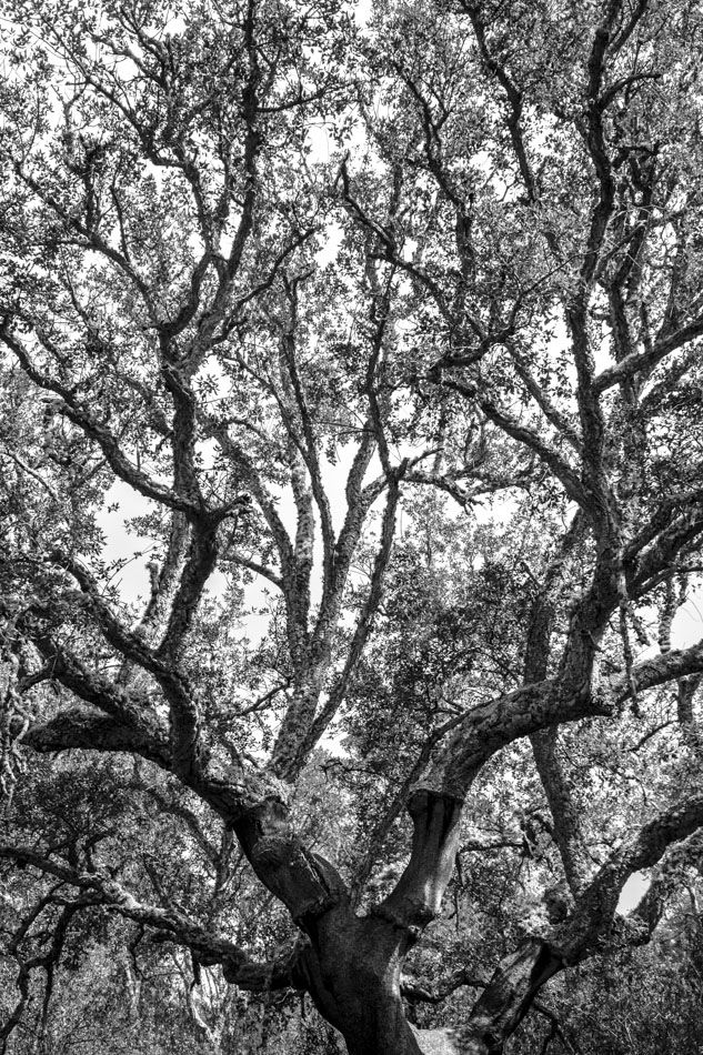 cork oak