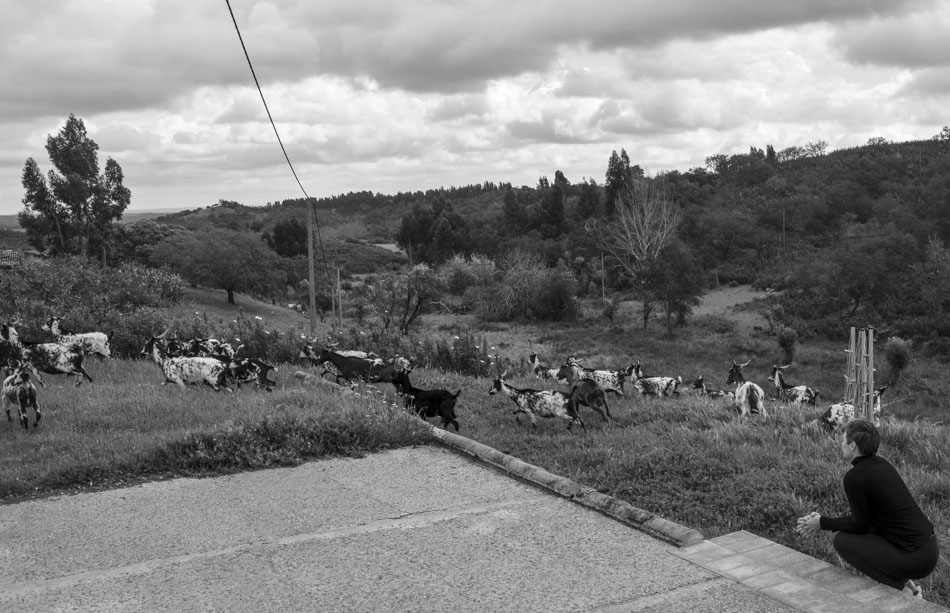 hounting goats