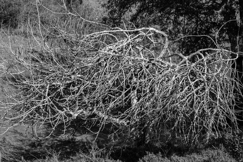 krakeltree